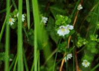 2014-08-02_06FritzPflaum-Steig (136)b.JPG